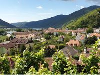Reiseleitung von Weinreisen für Reiseveranstalter Bild Wachau Österreich Weinberge